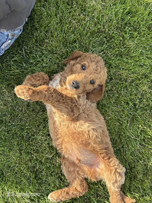 Black Boy – Goldendoodle puppy for sale in Spokane, WA