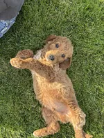 Black Boy, a male Goldendoodle for sale in Spokane, WA – 3 of 3