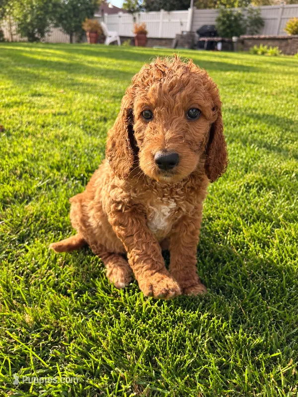 Black Boy – Goldendoodle puppy for sale in Spokane, WA