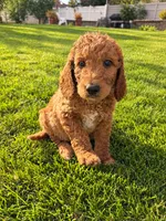 Black Boy, a male Goldendoodle for sale in Spokane, WA – 1 of 3
