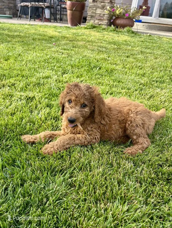 Brown Boy – Goldendoodle puppy for sale in Spokane, WA