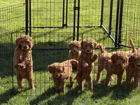 Black Boy, a male Goldendoodle for sale in Spokane, WA – 2 of 3