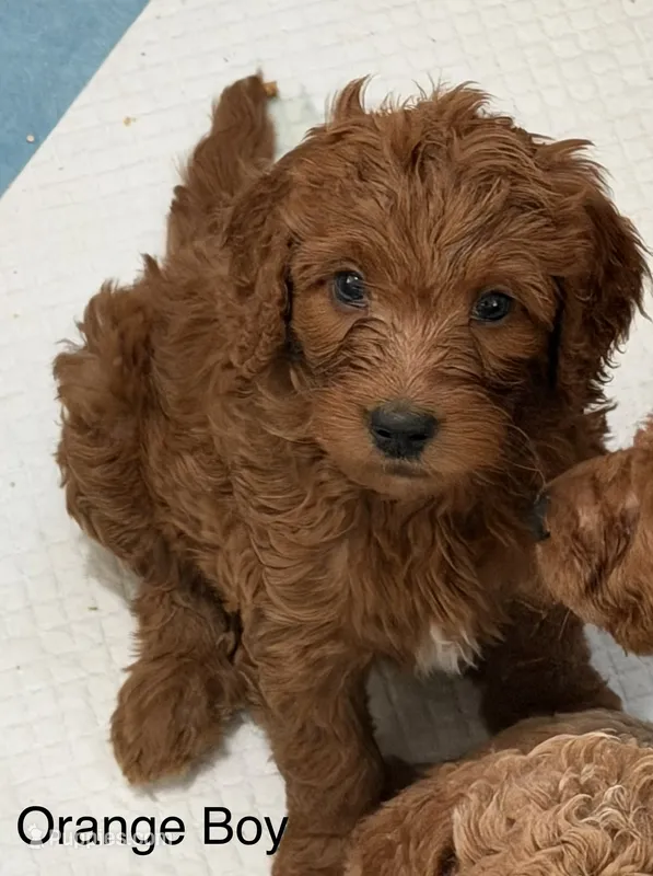 Orange Boy – Goldendoodle puppy for sale in Spokane, WA