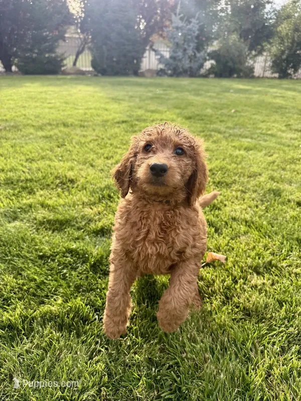 Brown Boy – Goldendoodle puppy for sale in Spokane, WA