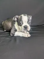 Prince William, a male Boston Terrier and French Bulldog for sale in Windom, TX – 7 of 8