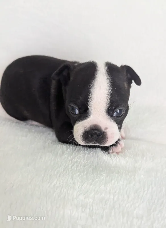 Little Lover – Boston Terrier puppy for sale in Windom, TX