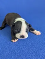 Little Lover, a male Boston Terrier for sale in Windom, TX – Photo 4 of 8