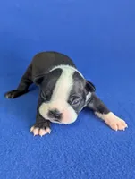 Little Lover, a male Boston Terrier for sale in Windom, TX – Photo 1 of 8