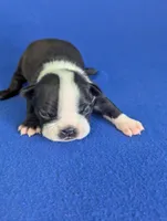 Little Lover, a male Boston Terrier for sale in Windom, TX – Photo 3 of 8