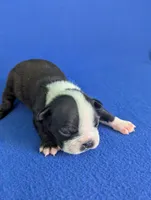 Little Lover, a male Boston Terrier for sale in Windom, TX – Photo 2 of 8