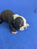 Little Lover, a male Boston Terrier for sale in Windom, TX – Photo 6 of 8