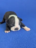 Little Lover, a male Boston Terrier for sale in Windom, TX – Photo 5 of 8