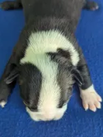 Little Lover, a male Boston Terrier for sale in Windom, TX – Photo 7 of 8