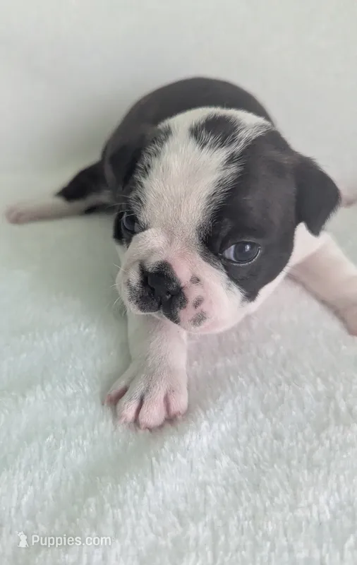 Prince William  – Boston Terrier, French Bulldog puppy for sale in Windom, TX