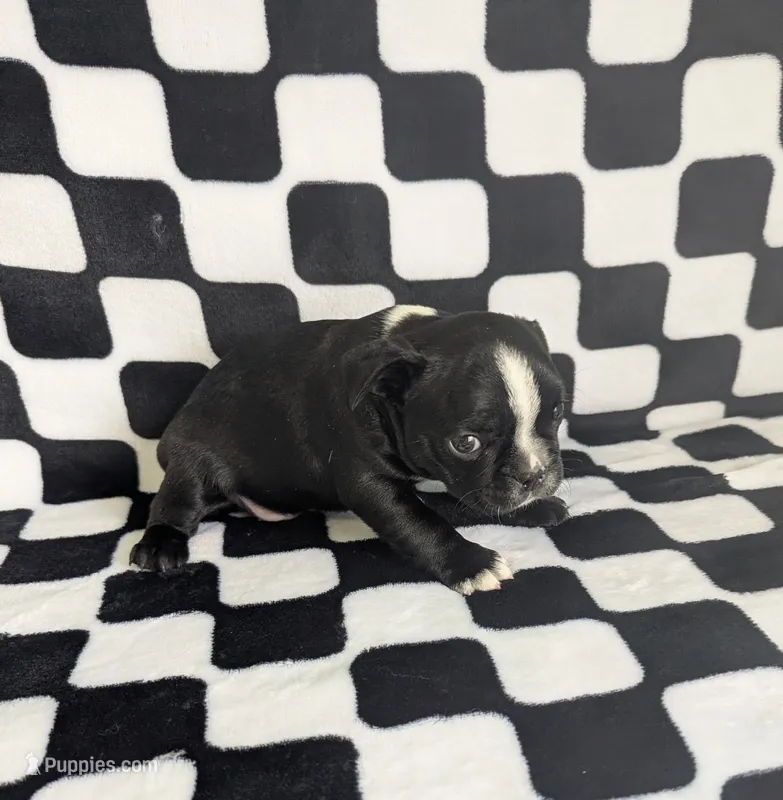 Richie  – Boston Terrier, French Bulldog puppy for sale in Windom, TX