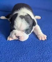 Prince Harry , a male Boston Terrier and French Bulldog for sale in Windom, TX – 3 of 8