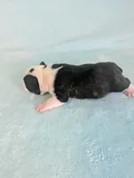Prince William , a male Boston Terrier and French Bulldog for sale in Windom, TX – 8 of 8