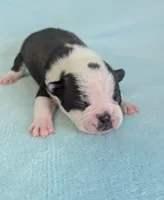 Prince William , a male Boston Terrier and French Bulldog for sale in Windom, TX – 4 of 8