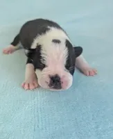 Prince William , a male Boston Terrier and French Bulldog for sale in Windom, TX – 3 of 8