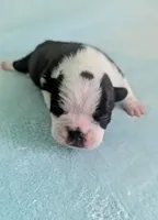 Prince William , a male Boston Terrier and French Bulldog for sale in Windom, TX – 1 of 8