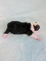 Prince William , a male Boston Terrier and French Bulldog for sale in Windom, TX – 7 of 8