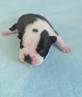 Prince William , a male Boston Terrier and French Bulldog for sale in Windom, TX – 6 of 8
