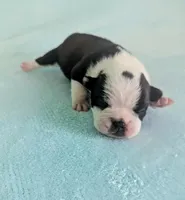 Prince William , a male Boston Terrier and French Bulldog for sale in Windom, TX – 2 of 8