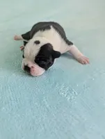 Prince William , a male Boston Terrier and French Bulldog for sale in Windom, TX – 5 of 8