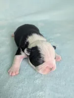Prince Albert , a male Boston Terrier and French Bulldog for sale in Windom, TX – 7 of 8