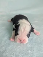 Prince Albert , a male Boston Terrier and French Bulldog for sale in Windom, TX – 2 of 8