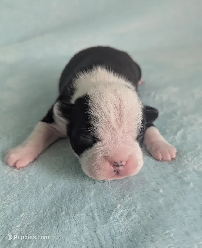 Prince Albert  – Boston Terrier, French Bulldog puppy for sale in Windom, TX