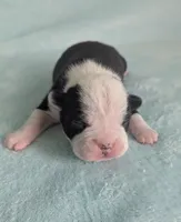 Prince Albert , a male Boston Terrier and French Bulldog for sale in Windom, TX – 1 of 8