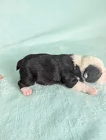 Prince Albert , a male Boston Terrier and French Bulldog for sale in Windom, TX – 6 of 8
