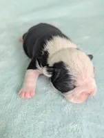 Prince Albert , a male Boston Terrier and French Bulldog for sale in Windom, TX – 3 of 8