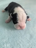 Prince Albert , a male Boston Terrier and French Bulldog for sale in Windom, TX – 4 of 8