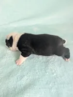 Prince Albert , a male Boston Terrier and French Bulldog for sale in Windom, TX – 8 of 8