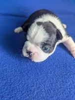 Prince Harry , a male Boston Terrier and French Bulldog for sale in Windom, TX – 4 of 8