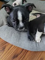 Richie, a male Boston Terrier and French Bulldog for sale in Windom, TX – 4 of 8