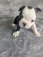 Prince Louis , a male Boston Terrier and French Bulldog for sale in Windom, TX – 7 of 8