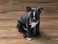 Richie ( On Hold), a male Boston Terrier and French Bulldog for sale in Windom, TX – 8 of 10