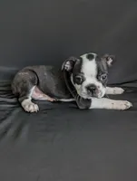 Prince William, a male Boston Terrier and French Bulldog for sale in Windom, TX – 5 of 8