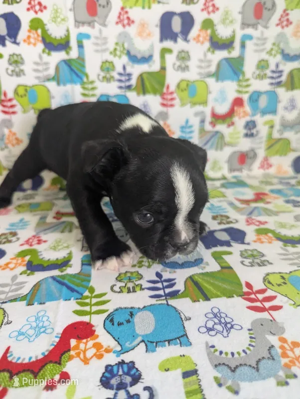 Richie  – Boston Terrier, French Bulldog puppy for sale in Windom, TX
