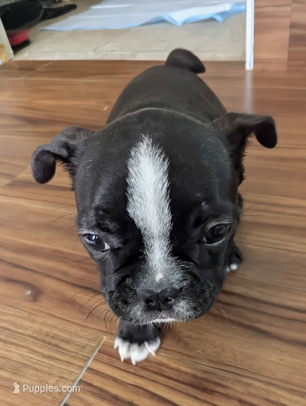 Richie  – Boston Terrier, French Bulldog puppy for sale in Windom, TX