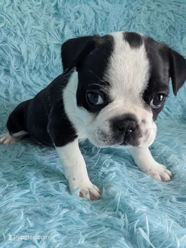 Prince William  – Boston Terrier, French Bulldog puppy for sale in Windom, TX