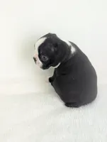 Heart Throb, a male Boston Terrier for sale in Windom, TX – Photo 2 of 7