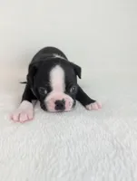 Heart Throb, a male Boston Terrier for sale in Windom, TX – Photo 5 of 7