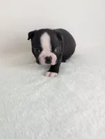 Heart Throb, a male Boston Terrier for sale in Windom, TX – Photo 4 of 7