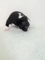 Heart Throb, a male Boston Terrier for sale in Windom, TX – Photo 3 of 7