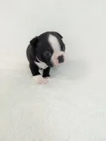 Heart Throb, a male Boston Terrier for sale in Windom, TX – Photo 7 of 7