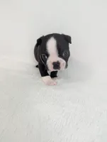 Heart Throb, a male Boston Terrier for sale in Windom, TX – Photo 6 of 7